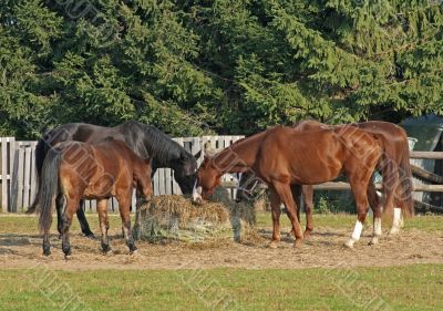 Horses