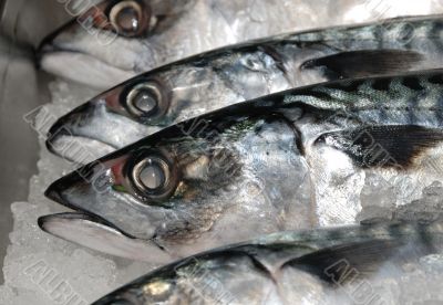 mackeral on ice at fishmonger