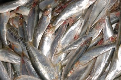 uncooked sprats at fishmonger