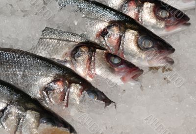 mackeral on ice at fishmonger
