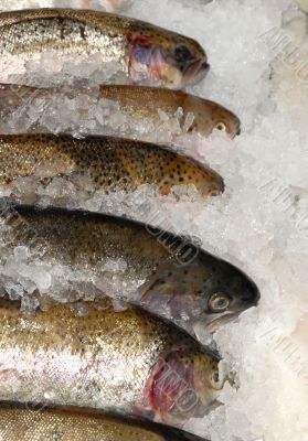 mackeral on ice on fishmonger`s slab