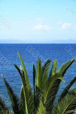 palm