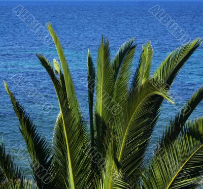 palm