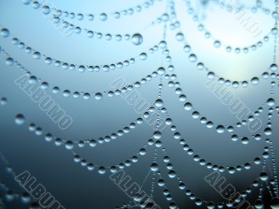 Cobweb