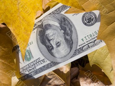 American dollars and autumn  leaves
