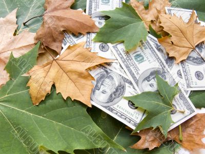 American dollars and autumn  leaves