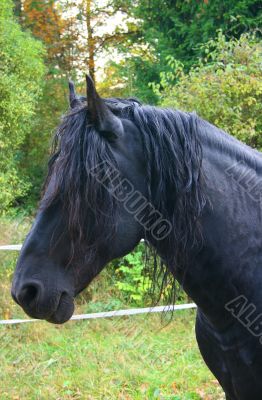 Horse Head