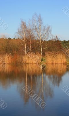 Birch At Sea