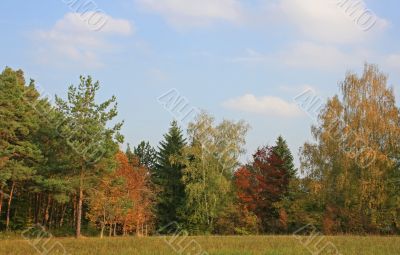 Colored Trees