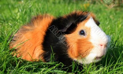 Guinea Pig