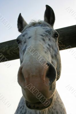 Horsey Face