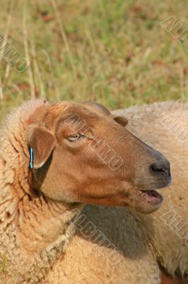 Sheep Face