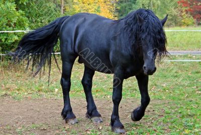 Black Stallion