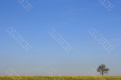 Lonely Tree