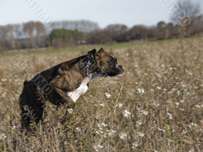 running  boxer