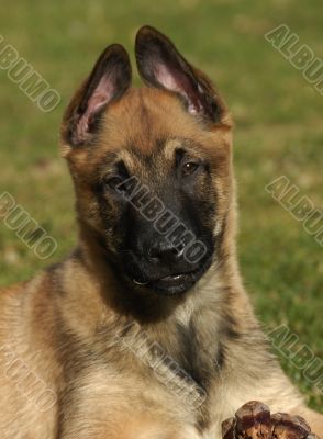 puppy belgian shepherd