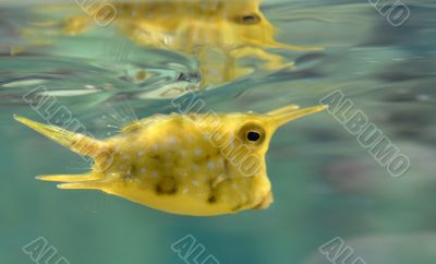 cow fish