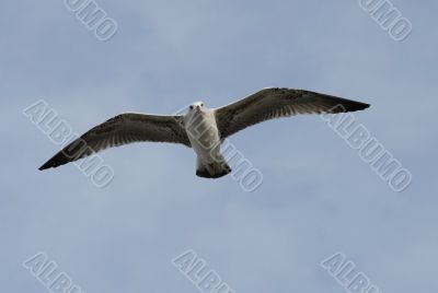 flying seagull