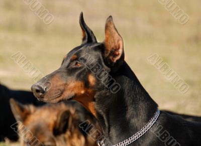 doberman