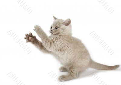 playing kitty