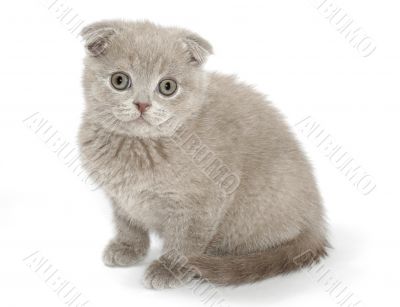 kitty look on you