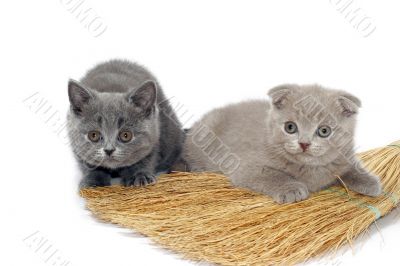 Two small kitties