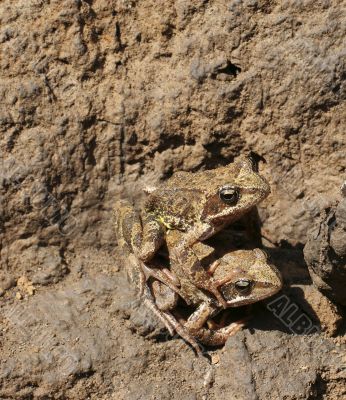 pair frog