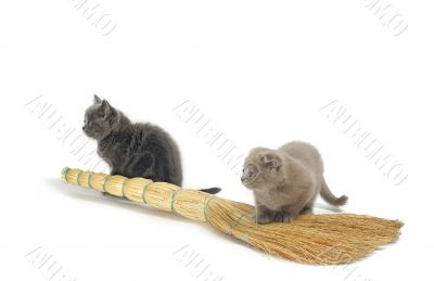 Two kitties