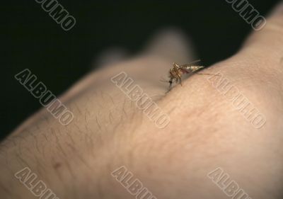Hungry midge