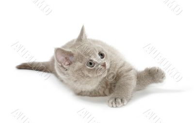 kitty look up