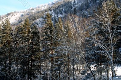 Altai Mountain with snow