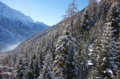 Chamonix forest mountain