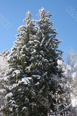 Snow covered trees