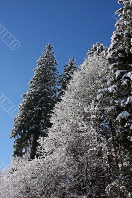 Snow covered trees