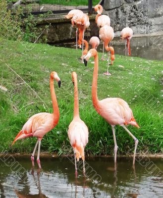 Three pink flamingo