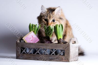 Cat is sneaking behind the flower