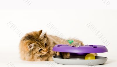 Young cat is playing with his toy
