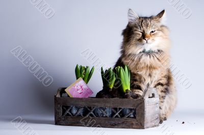 Young cat and a flower