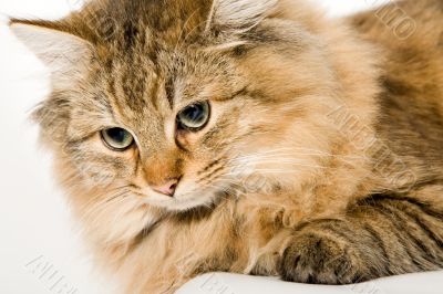 Close Up of a young beautiful cat