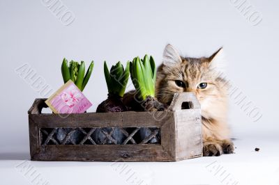Young cat behind the flower