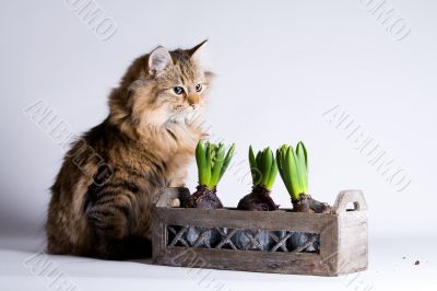 Cat is waiting behind the flower