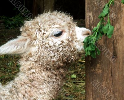 Baby Lama in Peru
