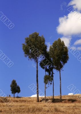 eucalyptus-trees