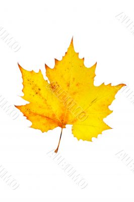 One maple leaf