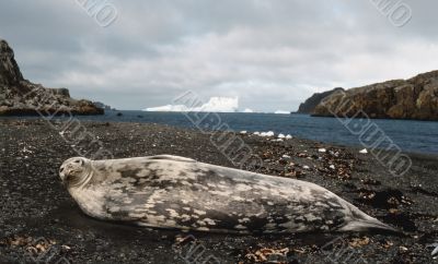 weddell seal