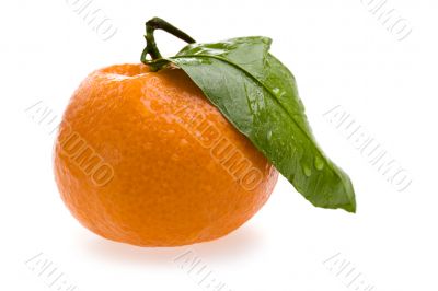 tangerine