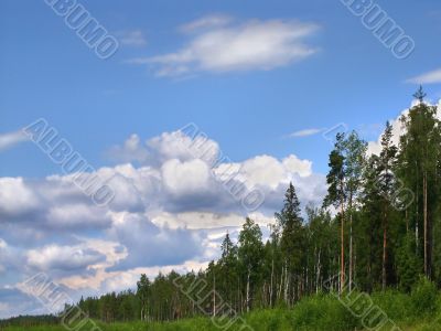 forest skyline