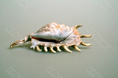 Nice Shell