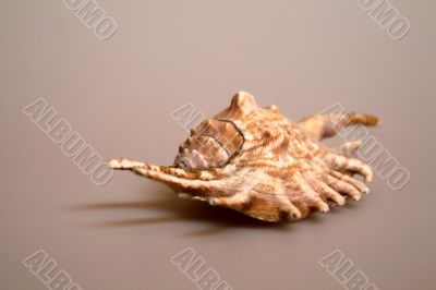 Nice Shell