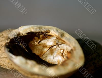 Nutshells